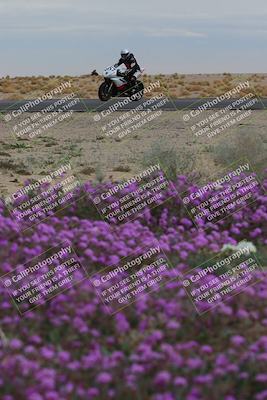 media/Jan-14-2023-SoCal Trackdays (Sat) [[497694156f]]/Turn 14 Exit Bloomig (145pm)/